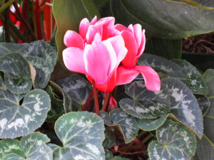 Cyclamen-2